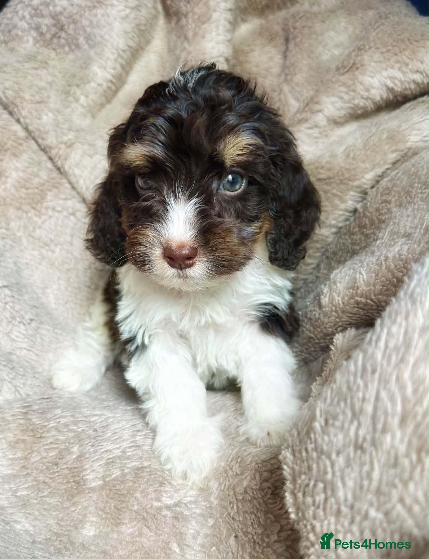 Cockapoo dogs Tiny Toy Roan and Merle Cockapoos - Advert 1