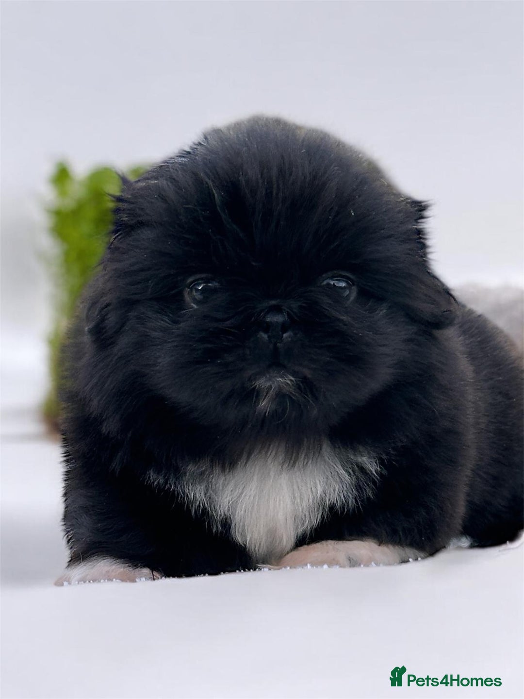Pekingese dogs for sale: Pekingese puppies  - Advert 4