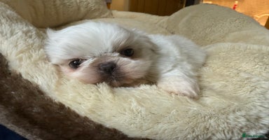 Shih Tzu dogs - Advert 3