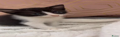 🐾 Kitten 1 