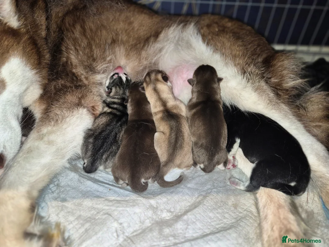 Siberian Husky dogs for sale: 🐾 Siberian Husky Puppies 🐾 - Advert 2