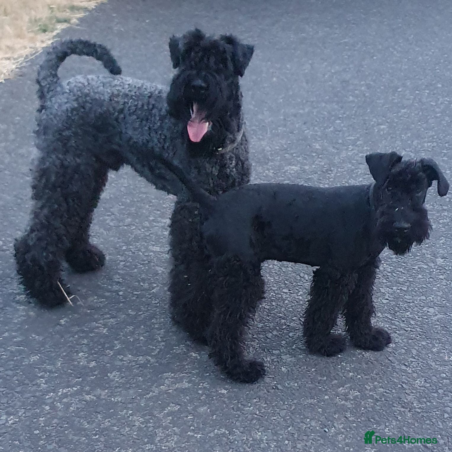 Kerry Blue Terrier dogs Kc kerry blue terrier puppies - Advert 2