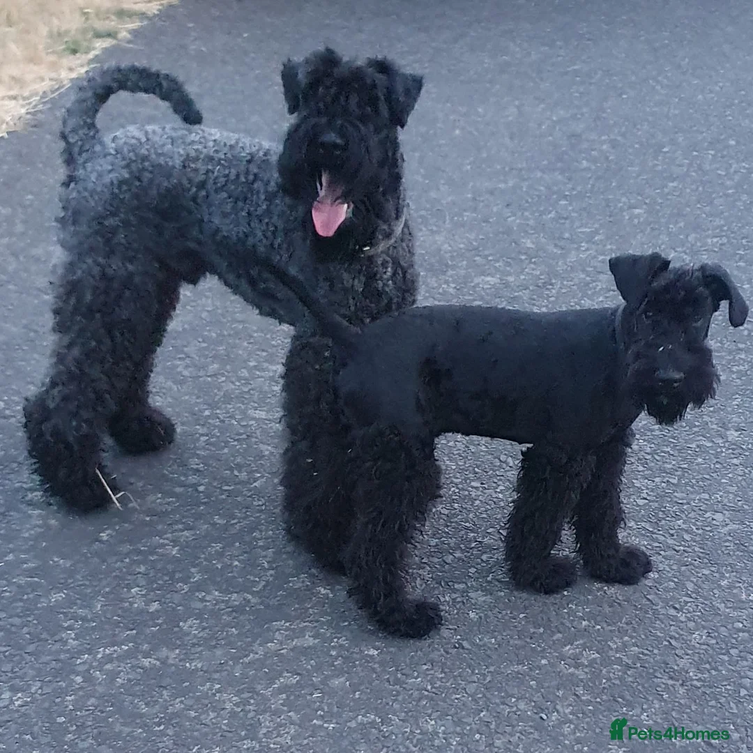 Kerry Blue Terrier dogs for sale: Kc kerry blue terrier puppies - Advert 1