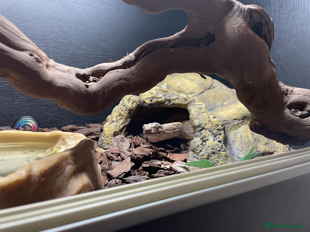 Snake reptiles for sale: Three Snakes + Madagascan Hissing Roaches - Image 10