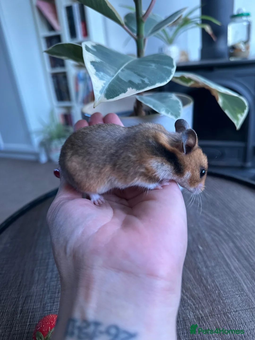 Hamster rodents for sale: Syrian hamster babies - Advert 1