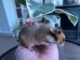 Hamster rodents Syrian hamster babies - Advert 2