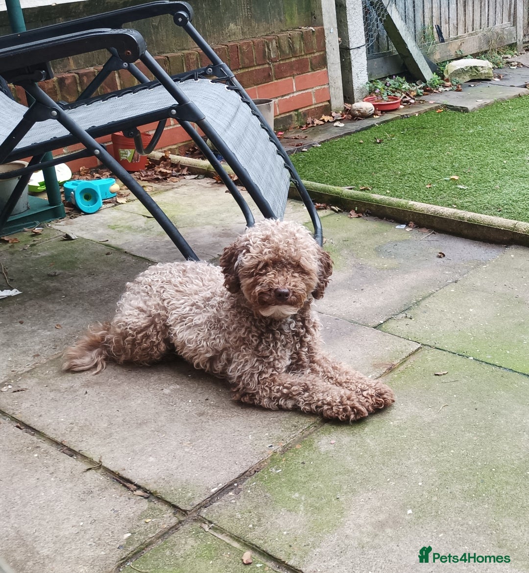 Maltipoo dogs for sale: Beautiful Maltipoo puppies  - Advert 19