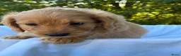 Cockapoo dogs for sale: F1 Cockapoos A Cocker Spaniel x Toy Poodle Mix - Advert 10