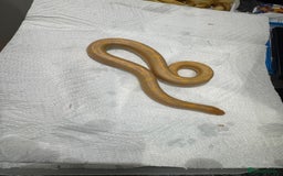 Snake reptiles for sale: variety of babys  - Image 3