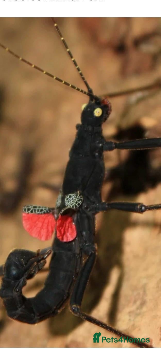 Stick Insects invertebrates Rare black velvet stick insect - Advert 1