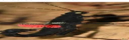 Stick Insects invertebrates for sale: Rare black velvet stick insect in Helensburgh - Advert 1