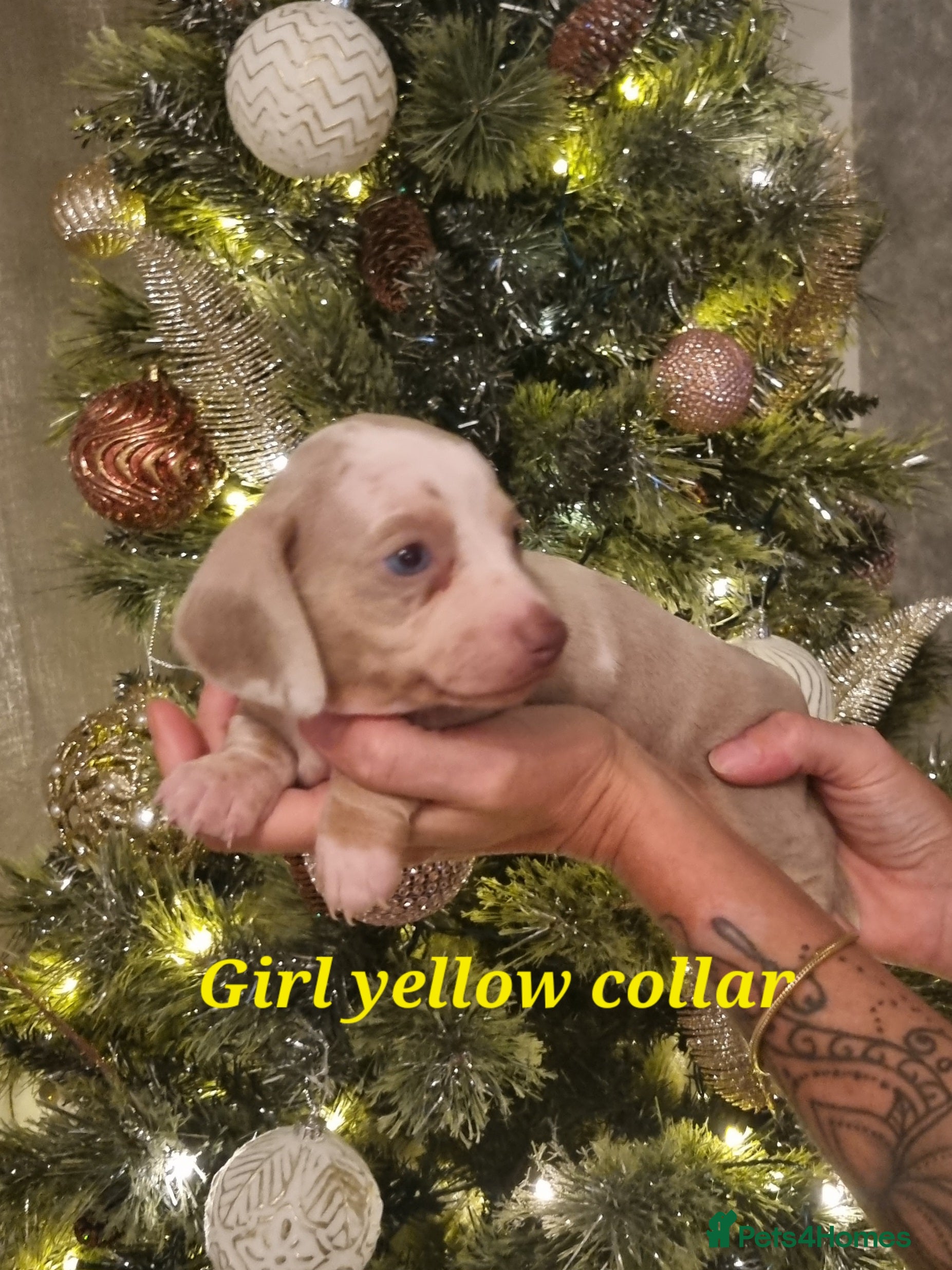 Dachshund dogs 8 Smooth Haired miniature dachshund pups  - Advert 1