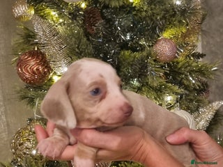 Dachshund dogs 8 Smooth Haired miniature dachshund pups - Advert 18