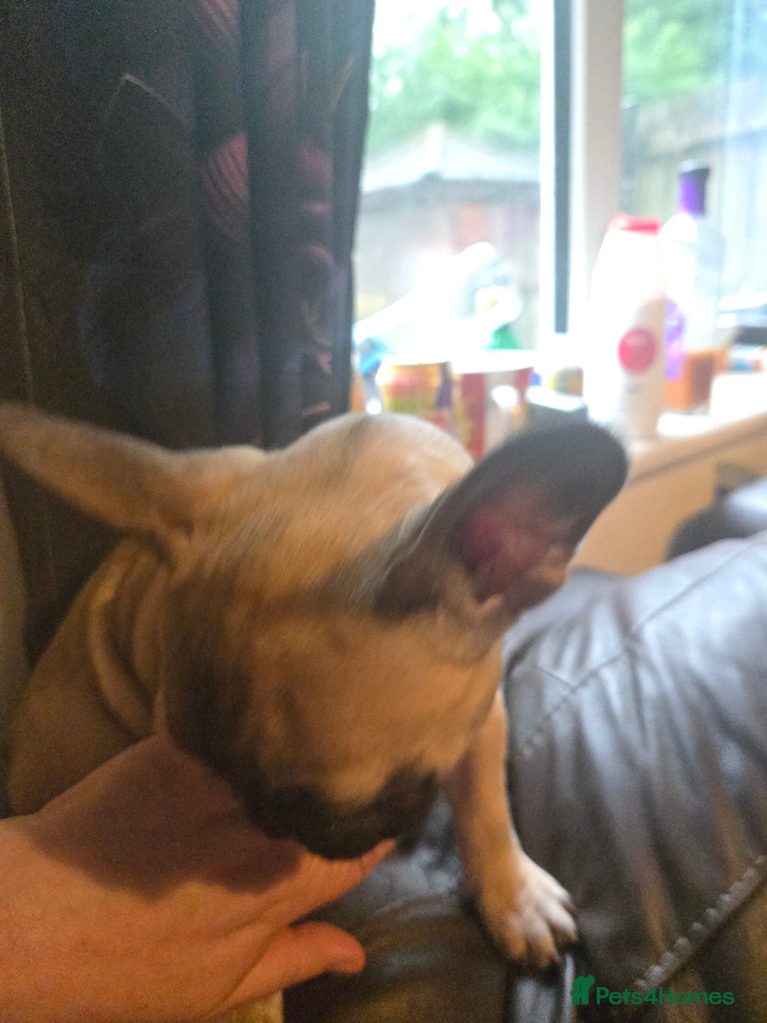 French Bulldog dogs for sale: Rare Sable Frenchie–Raised Right & Ready Now! 🍼🐾 in Preston - Image 22