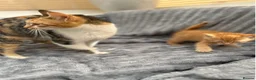 Mixed Breed cats for sale: Stunning and unique kittens - Advert 11