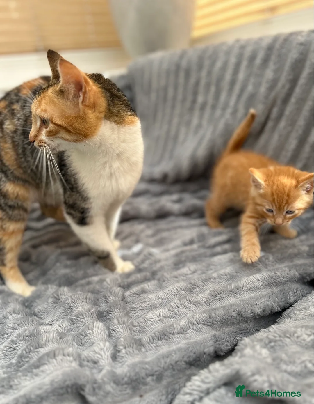 Mixed Breed cats for sale: Stunning and unique kittens - Advert 11