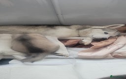 Siberian Husky dogs for sale: Husky puppies for sale 9 weeks old  - Image 6