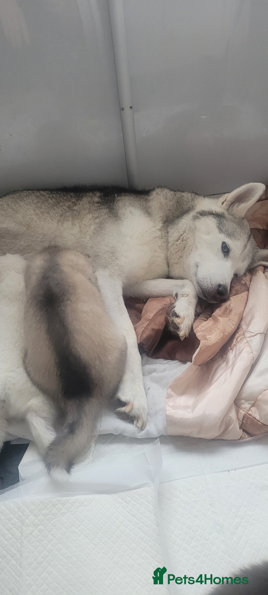 Siberian Husky dogs for sale: Husky puppies for sale 9 weeks old  - Image 6