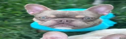 French Bulldog dogs for stud: Isabella & tan carrying fluffy stud  - Advert 4