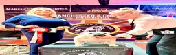 English Bulldog dogs for sale: Double CRUFTS winners bred bulldog puppies  - Advert 6