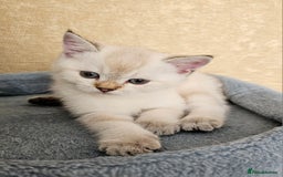 Scottish Fold cats for sale: Pedigree Scottish Folds kittens READY TO LEAVE - Image 5