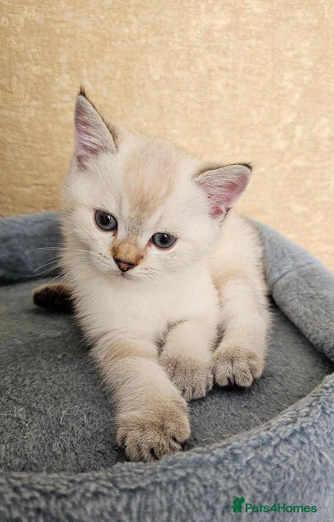 Scottish Fold cats for sale: Pedigree Scottish Folds kittens READY TO LEAVE - Image 5