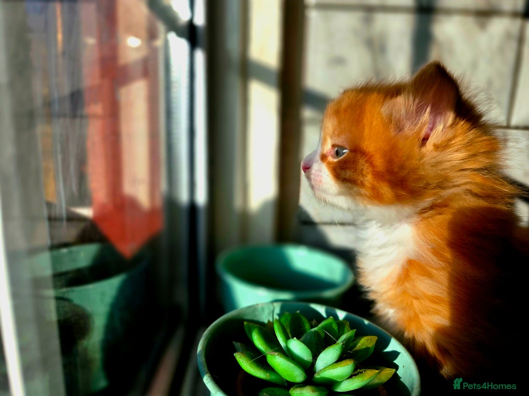 European cats for sale: Adorable Ginger Kitten Looking for Home - Advert 5