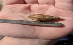 Snails invertebrates for sale: Juvinile Lissachatina fulicas - Image 5