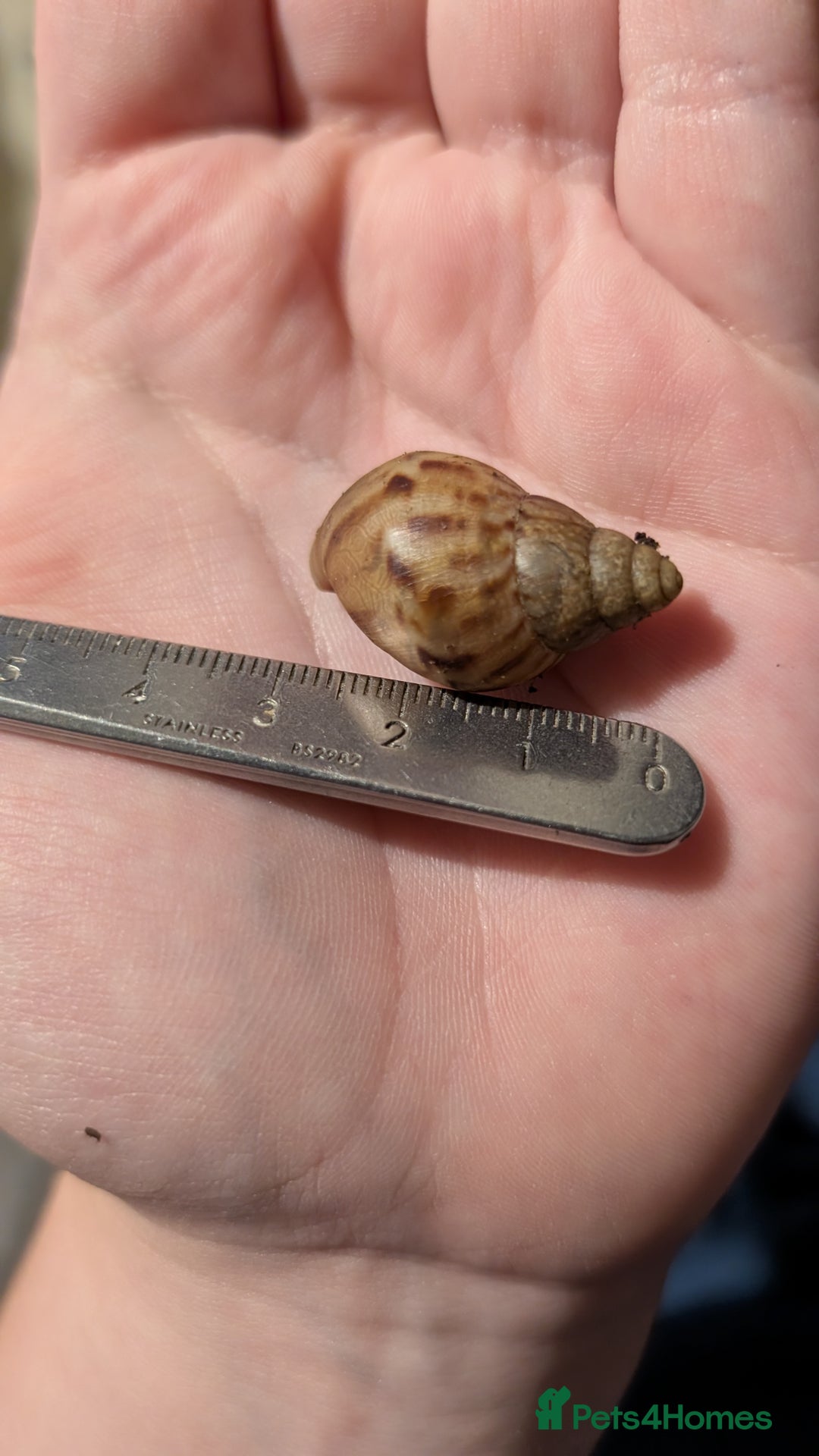 Snails invertebrates for sale: Juvinile Lissachatina fulicas - Image 5