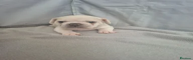 French Bulldog 3