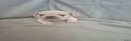 French Bulldog dogs for sale: Pet litter Frenchies with rope female - Advert 20