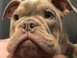 Olde English Bulldogge dogs Female Olde English Bulldogge - Advert 7