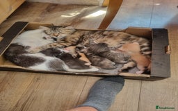 British Longhair cats for sale: Krastina - Image 2
