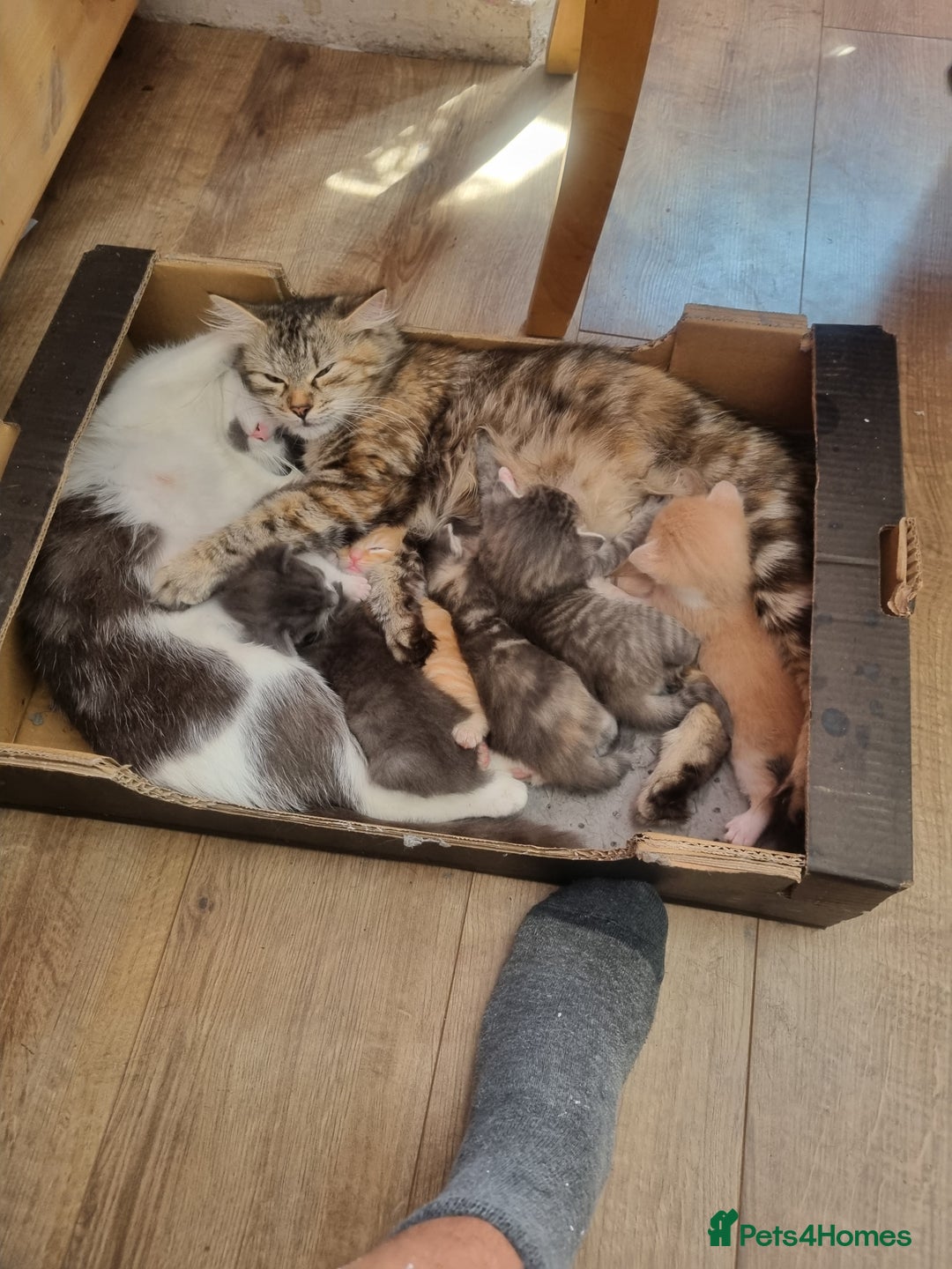 British Longhair cats for sale: Krastina - Image 2