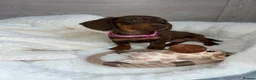 Miniature Dachshund dogs for sale: Miniature dachshunds in Newport - Advert 3