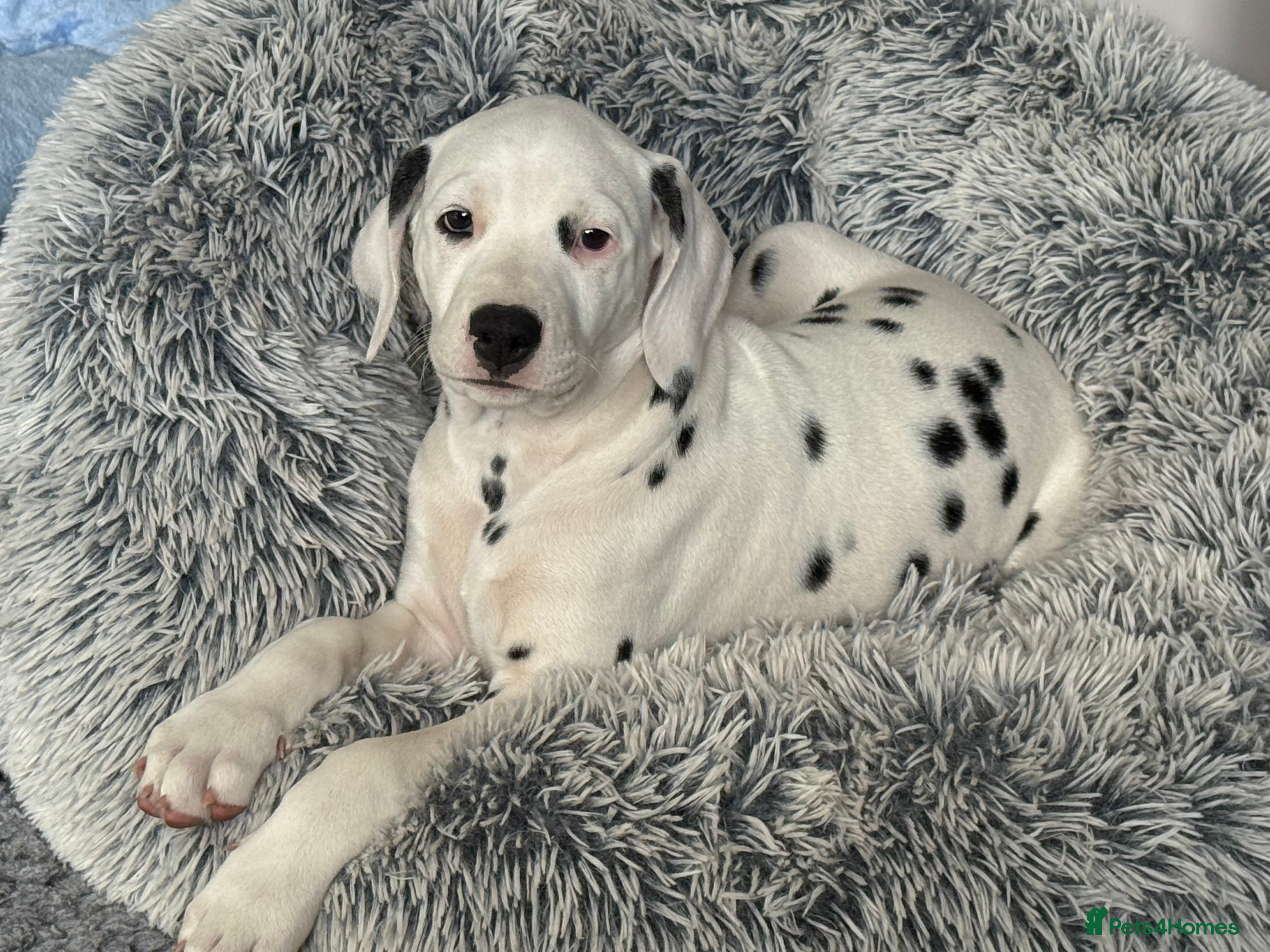 Dalmatian dogs 1 puppy left from.this litter  - Advert 2