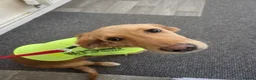 Golden Retriever dogs for sale: Golden retriver female  - Advert 11