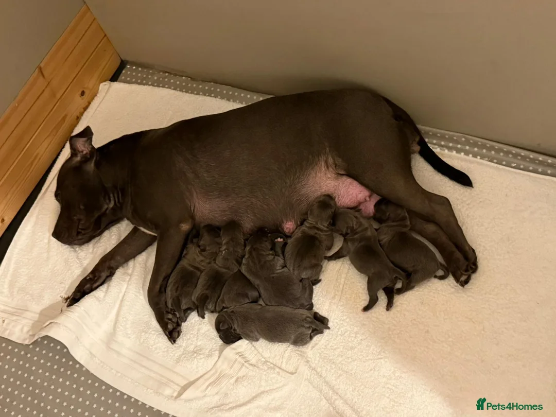 Staffordshire Bull Terrier dogs for sale: SUPERIOR BLUE STAFFORDSHIRE BULL TERRIER PUPS  - Advert 7