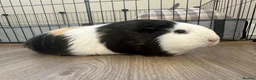 Guinea Pig rodents for sale: 2 Female Guinea pig sisters - Advert 21