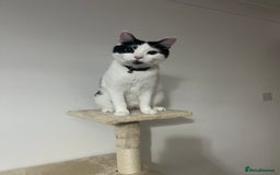 British Longhair cats for sale: Cuddly, playful male cat looking for a new home  - Image 1