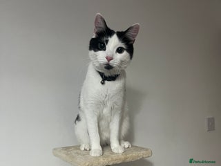 British Longhair cats - Advert 3