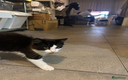 Mixed Breed cats for sale: 4 Loving Cats Seeking Forever Homes - Image 14