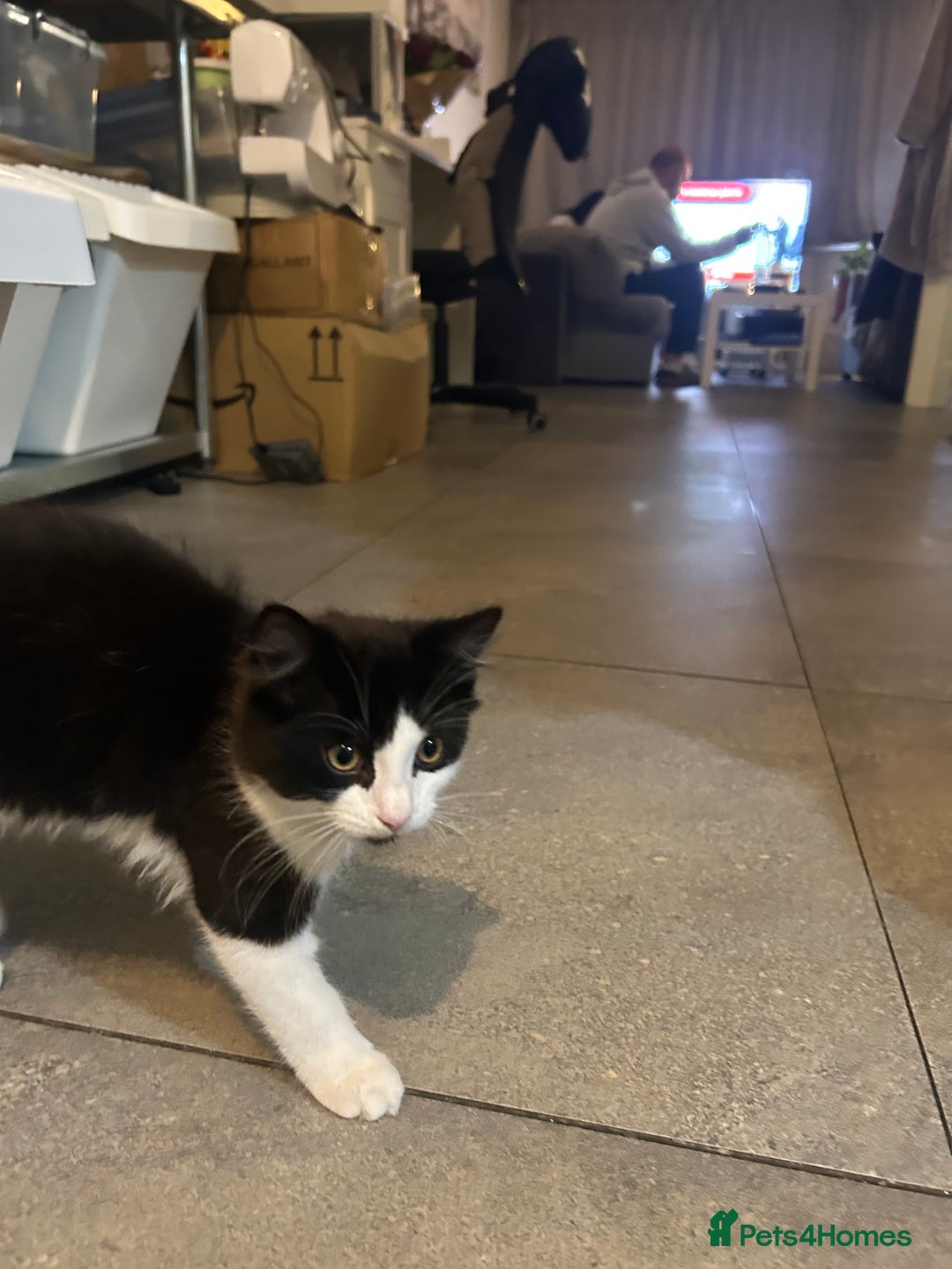 Mixed Breed cats for sale: 4 Loving Cats Seeking Forever Homes - Image 14