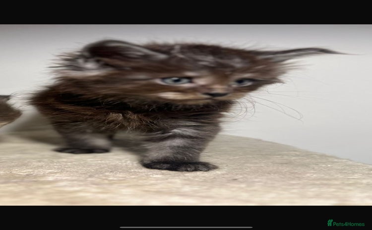 Maine Coon cats - Advert 11