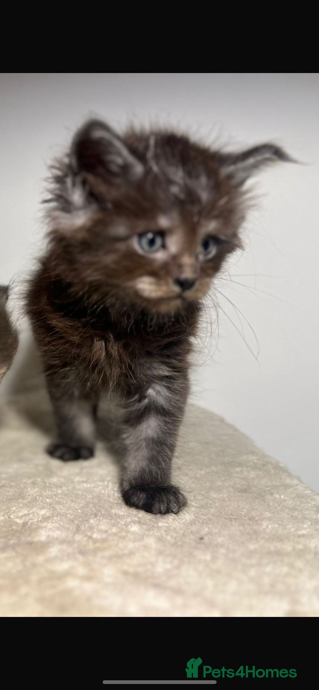 Maine Coon cats for sale: Main coon kittens  - Image 1
