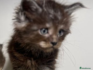 Maine Coon cats - Advert 8