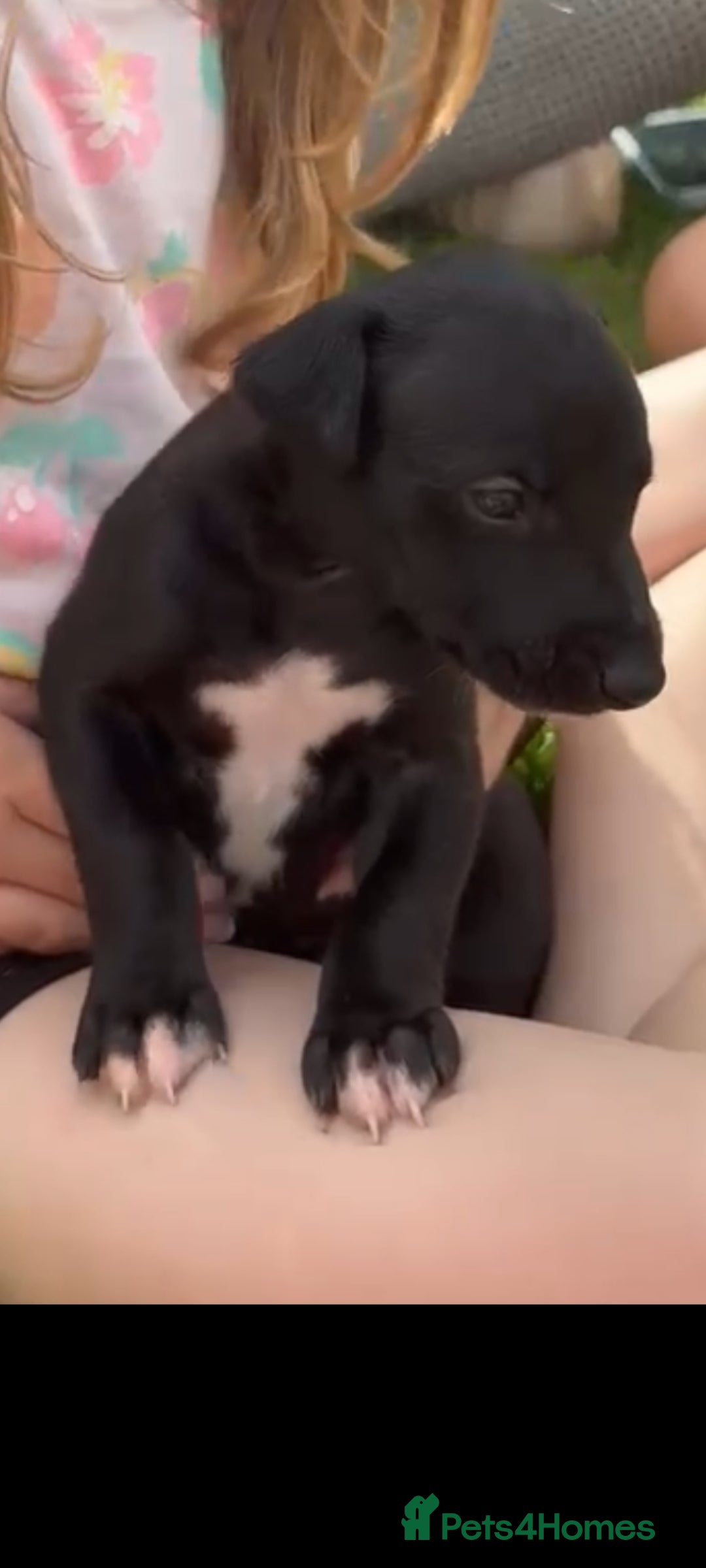 Whippet dogs Whippet puppies, Blues & blacks with white trim  - Advert 2