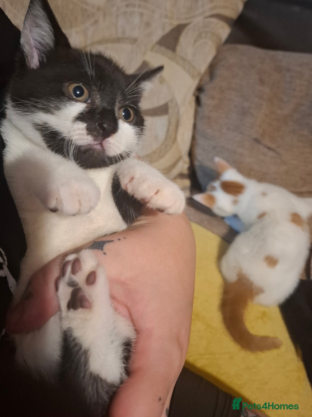 Mixed Breed cats for sale: Female kittens for sale - Image 6