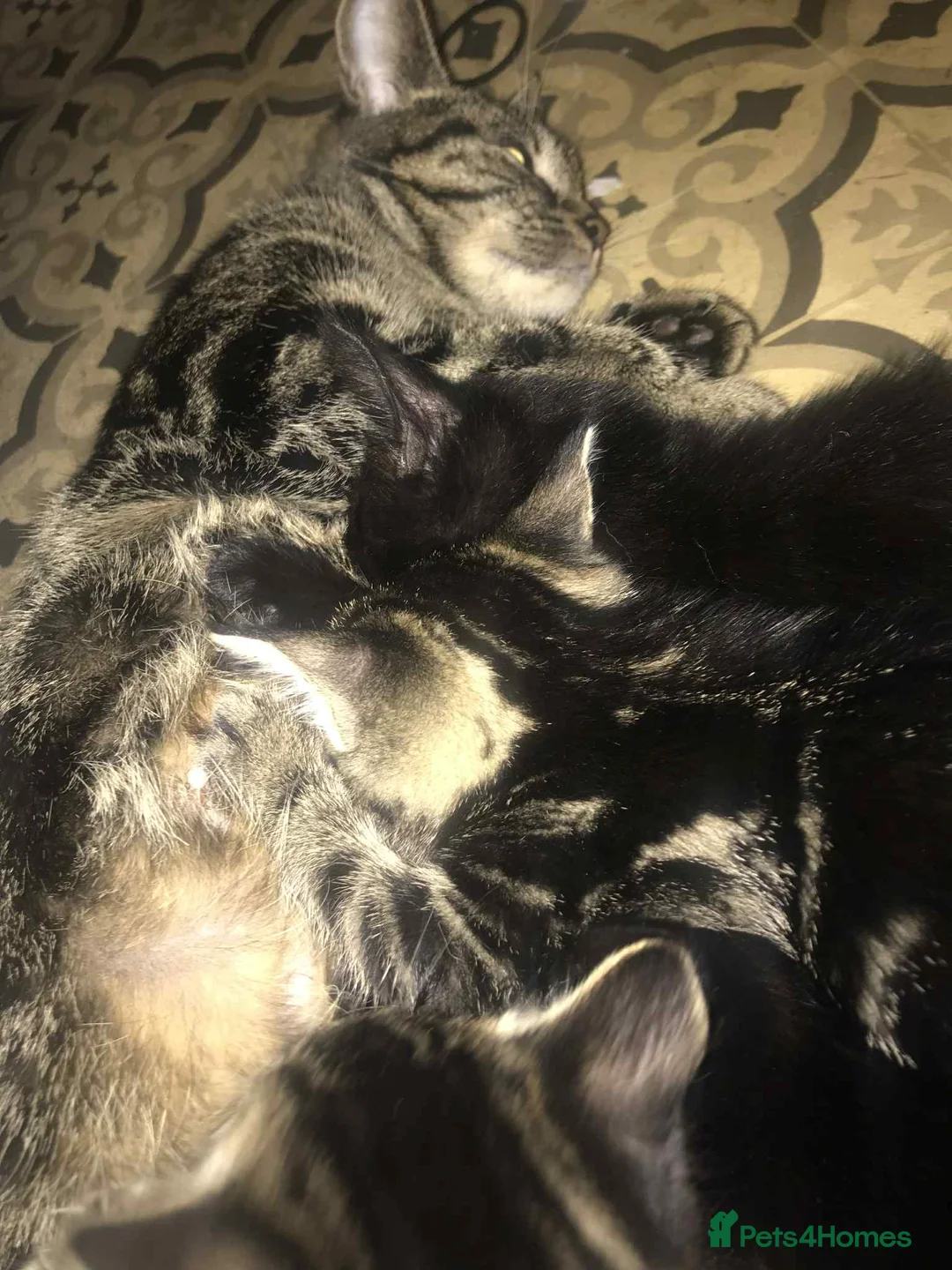 Mixed Breed cats for sale: 4 beautiful kittens for sale  - Advert 1