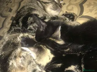 Mixed Breed cats 4 beautiful kittens for sale - Advert 2